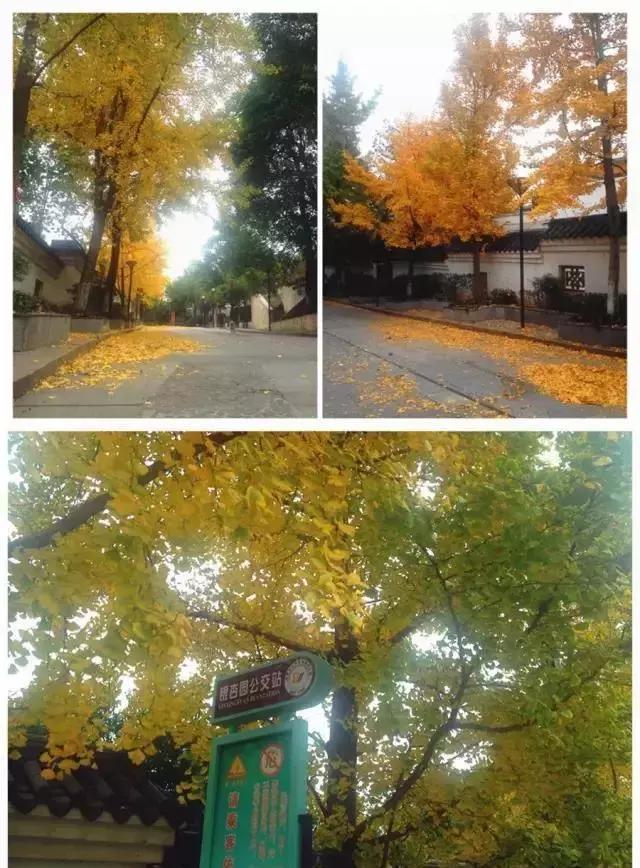 这里居然隐藏着:成都最具风情银杏街道!