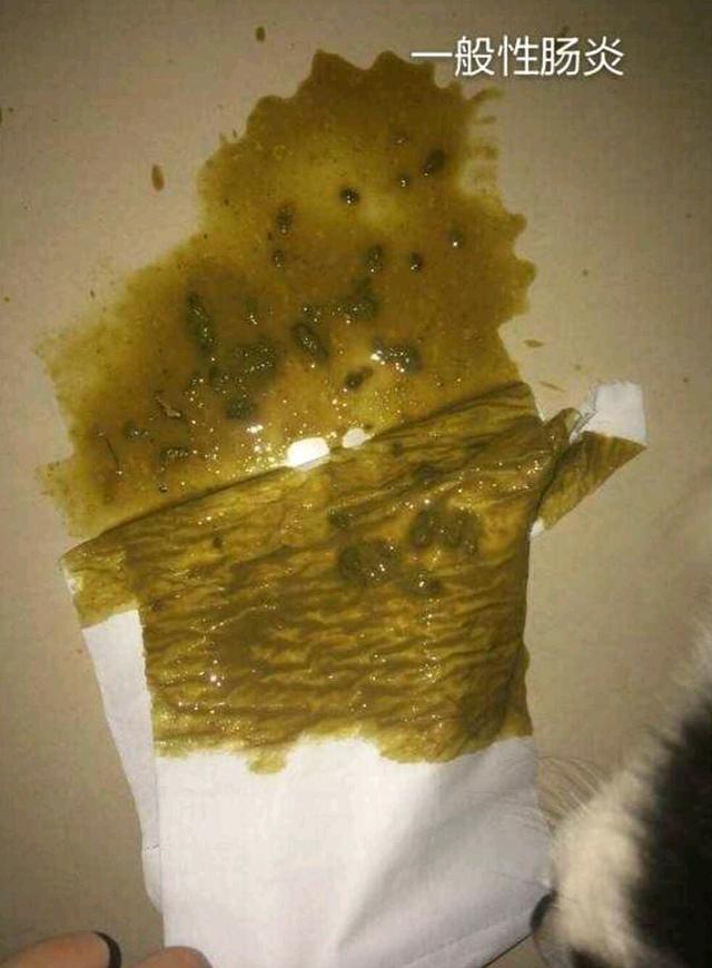 这是一篇下饭的文章——狗粪便与狗健康|粪便|健康|狗狗_新浪新闻