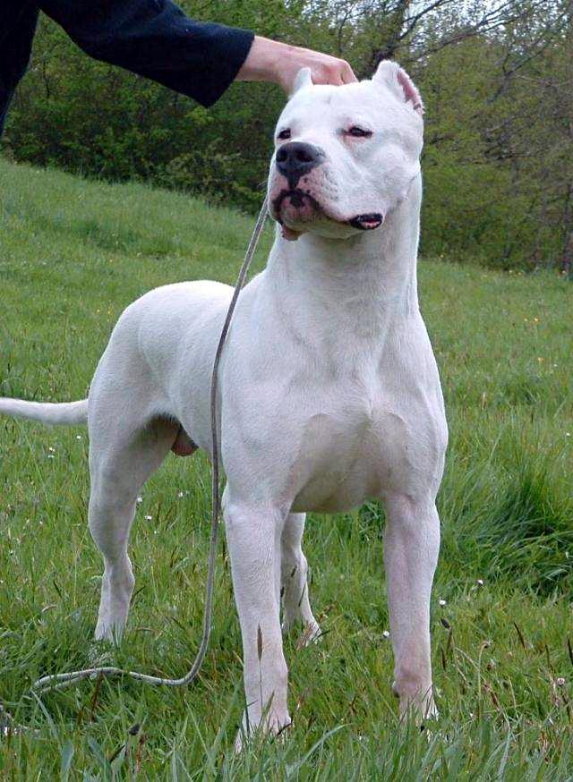 想养条大型犬 肌肉发达 不惹事 不怕事的 各位大佬有这种狗吗