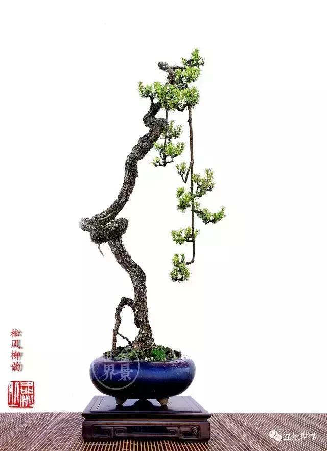收藏起来慢慢学习|盆景|枝条|岭南_新浪新闻