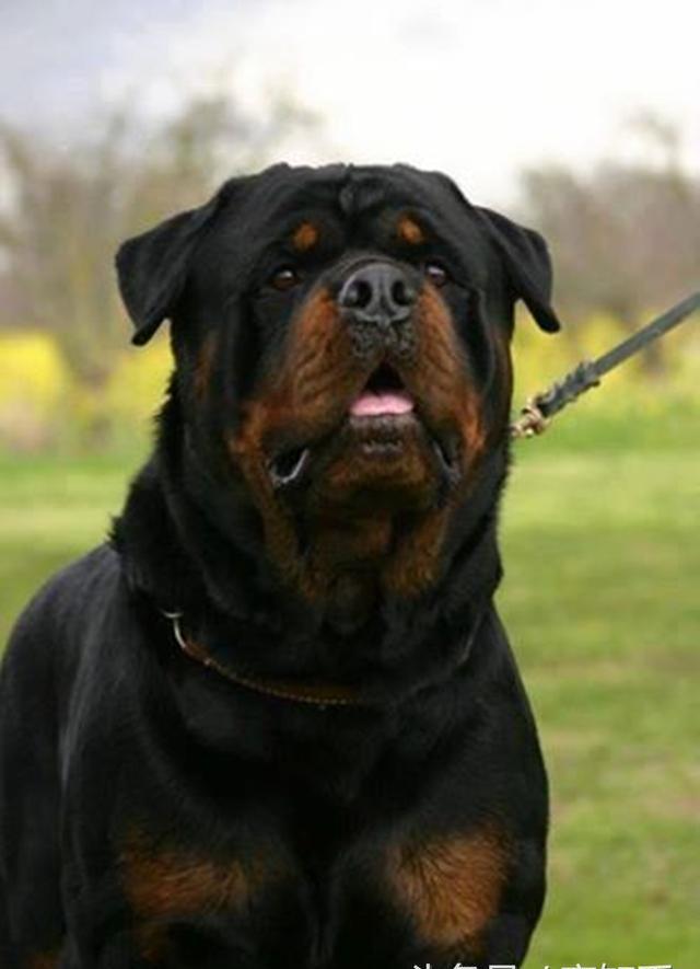 1,罗威纳是世界第一工作护卫犬,它是唯一被列入猛犬行列的工作犬.