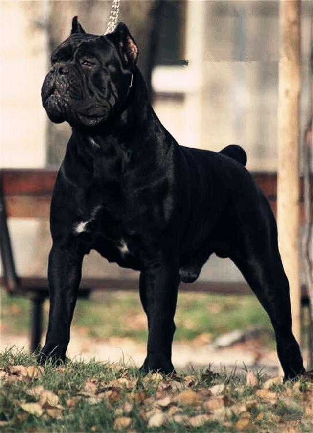 家庭10佳猛犬:可能说他们只适应美国,但是我想说中国也可以