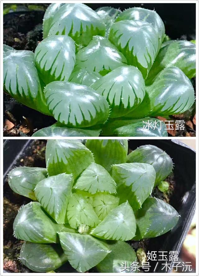 姬玉露vs冰灯玉露