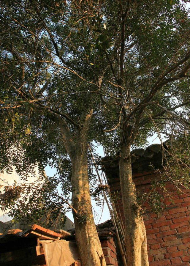 开车经过看中人家的百年黄杨 3男子半夜驱车异地偷挖