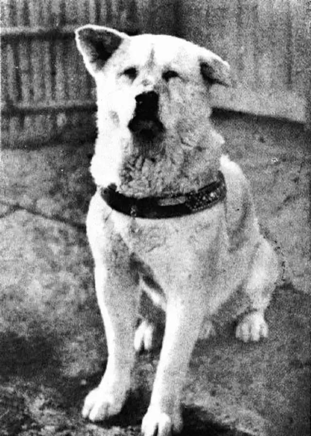 涩谷车站,每天傍晚提前去车站等候着主人回来上野英三郎是东京大学