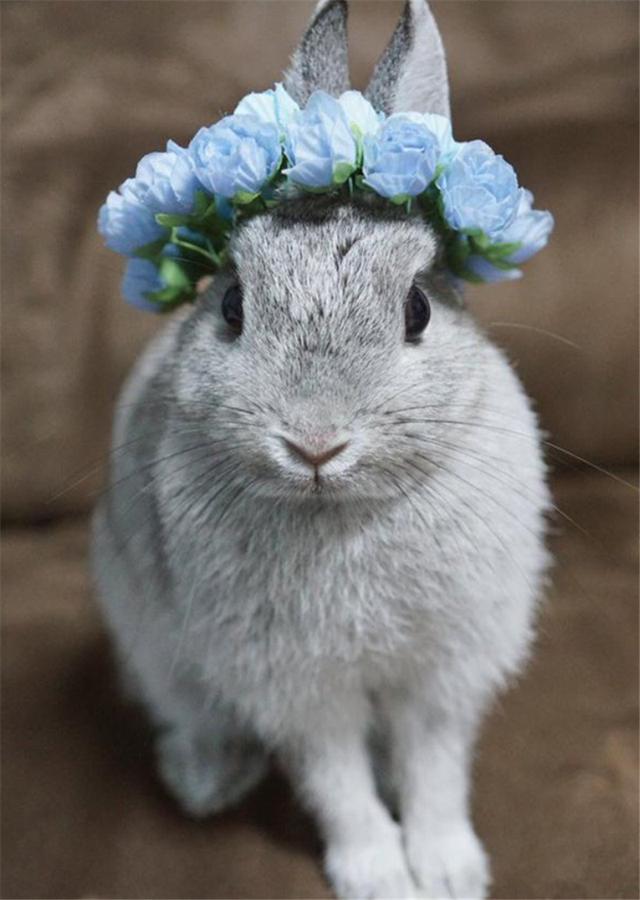 又想骗我养兔纸?带上王冠秒变仙子这样的兔兔你见过么?