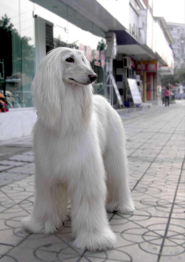 狗界中的"美男子,贵妇人眼中的专属爱犬!
