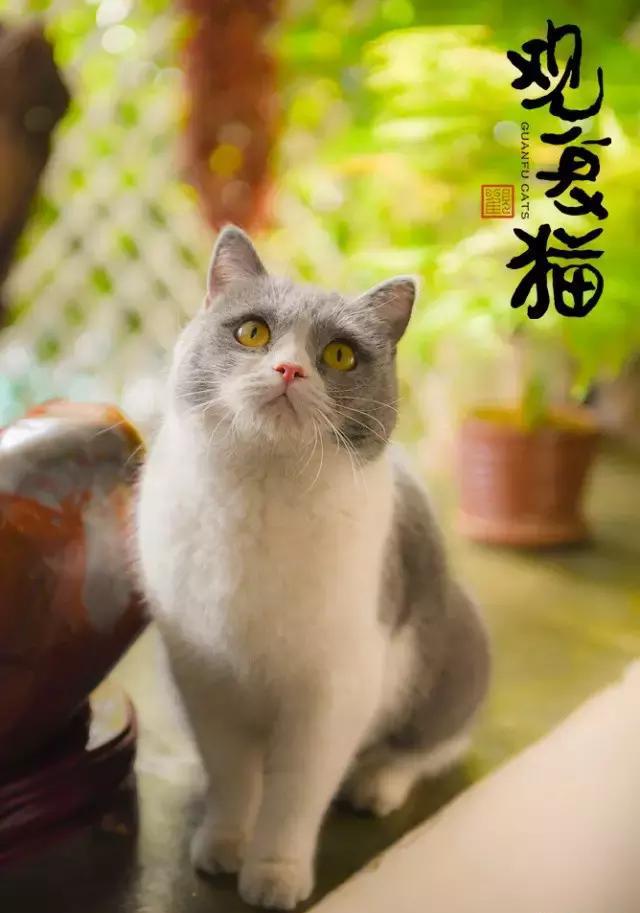 观复二白,观复江离,观复胡胡插画:观复苏徵楼出镜喵:云朵朵今日桃花