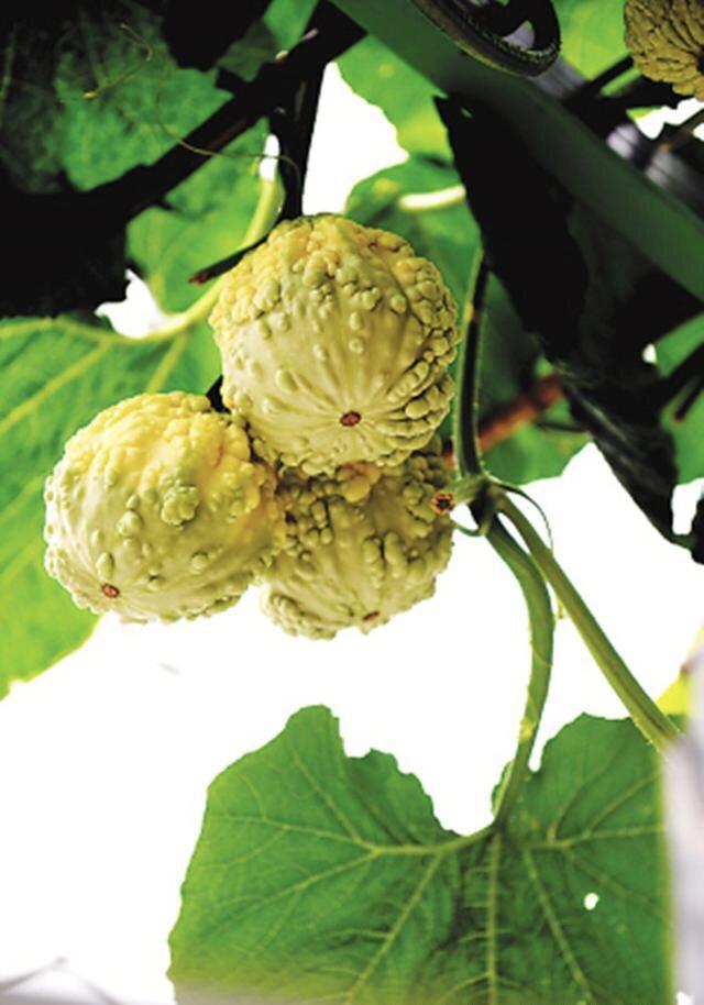 农村这些长相奇特的蔬菜,个个都是"稀客",见过两个算你厉害