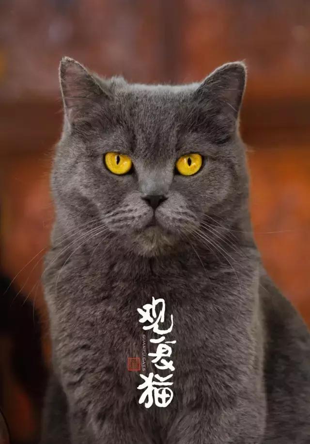 观复猫送福啦|猫|毛毛|福气_新浪新闻