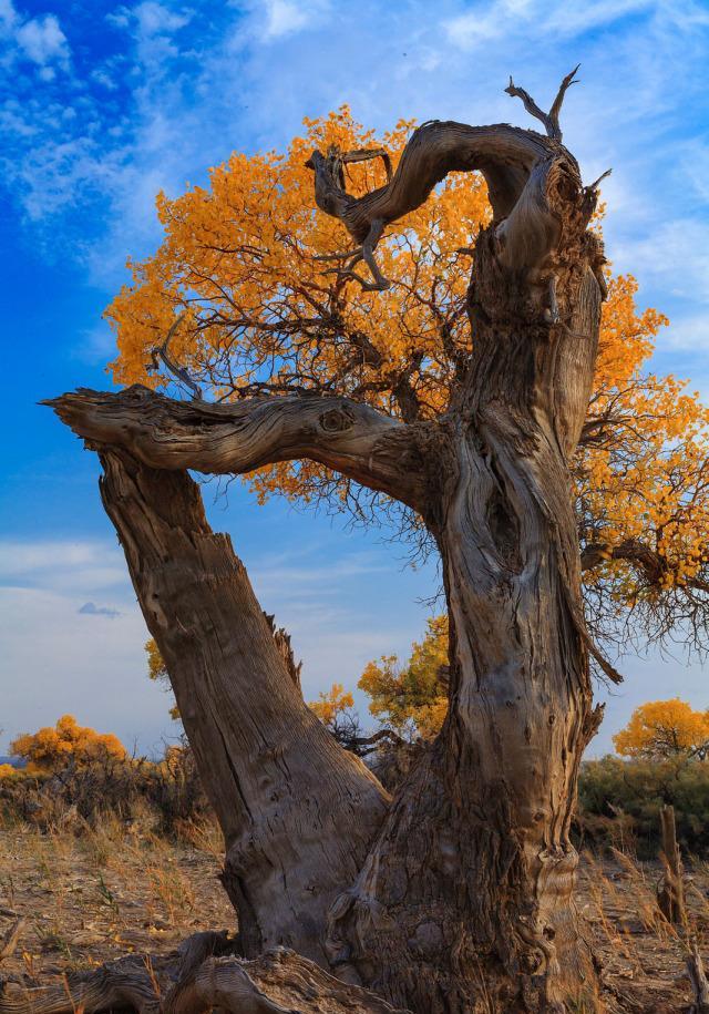 照片的故事│英雄的胡杨