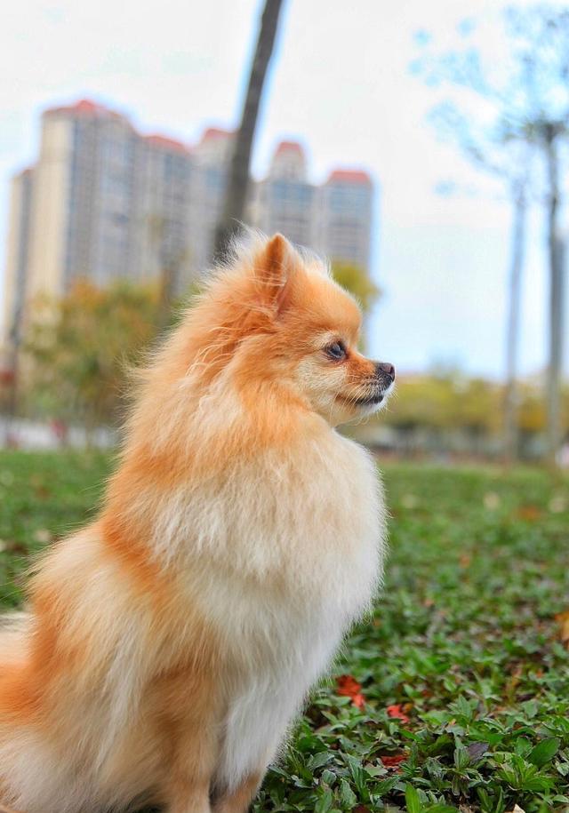 谁说表情帝只属二哈这狗表情也萌到让人心醉一只温柔的表情帝