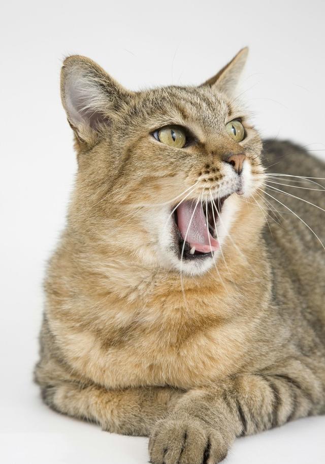 猫咪叫声和动作的学问三分钟叫你学懂简单的猫咪语言