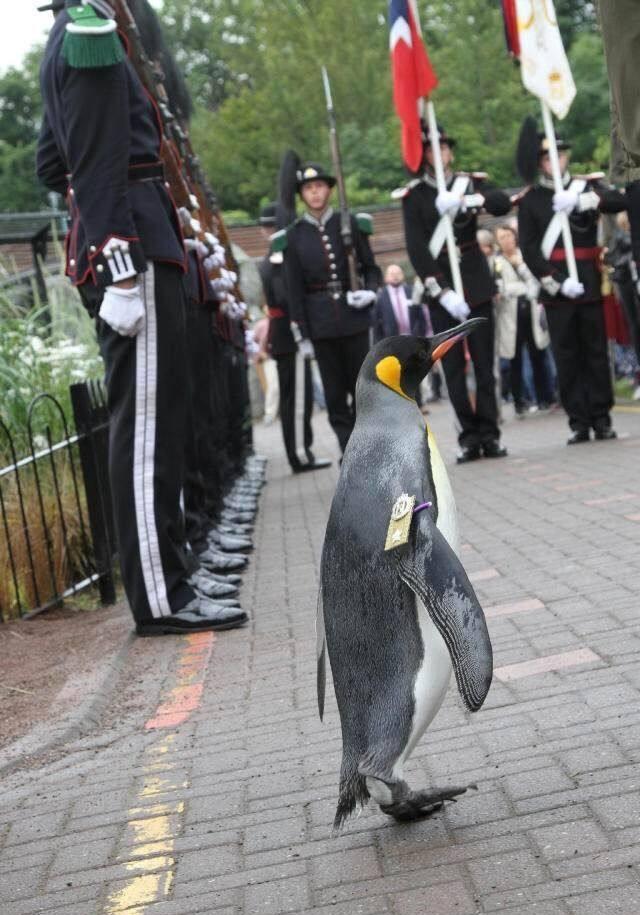 全世界地位最高的企鹅,被授予准将军衔,军官见了都要敬礼