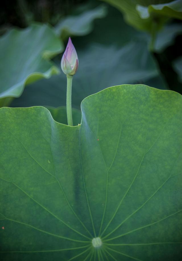 含苞未放美不美?路过秦岭脚下的荷花池
