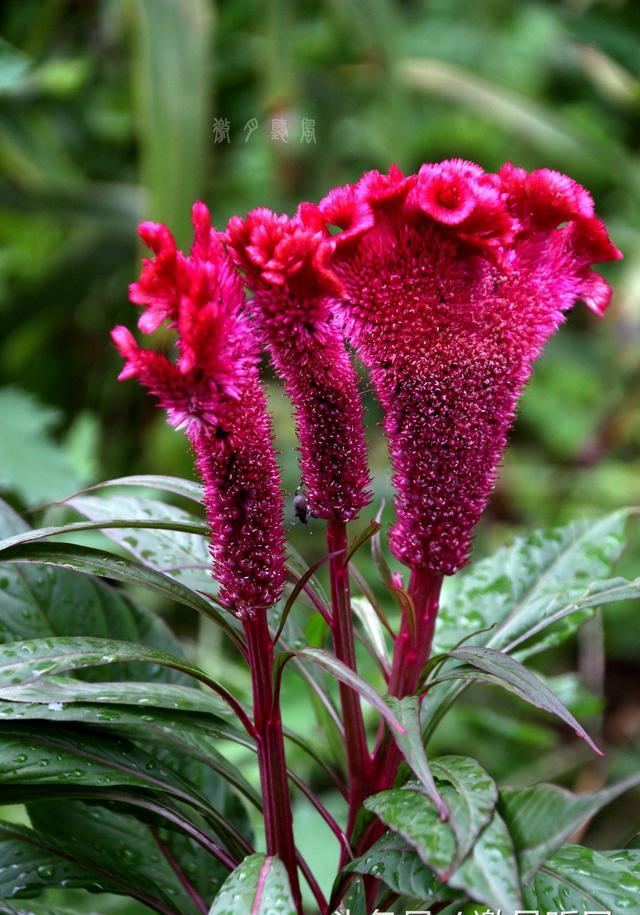 真爱永恒鸡冠花