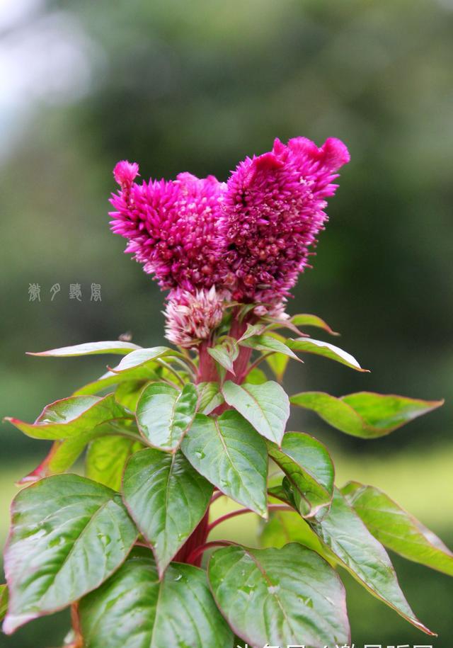 真爱永恒鸡冠花