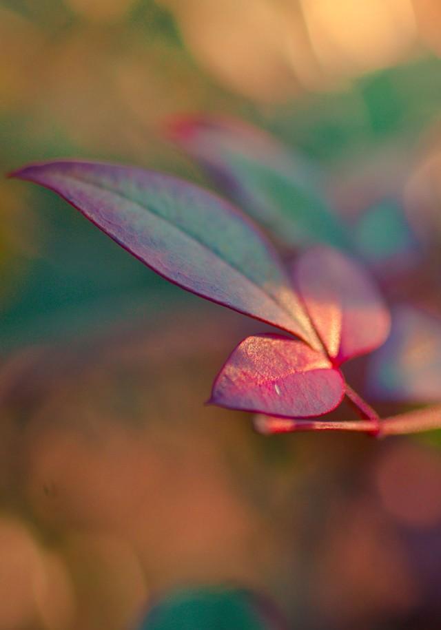 一叶知秋唯美树叶高清壁纸