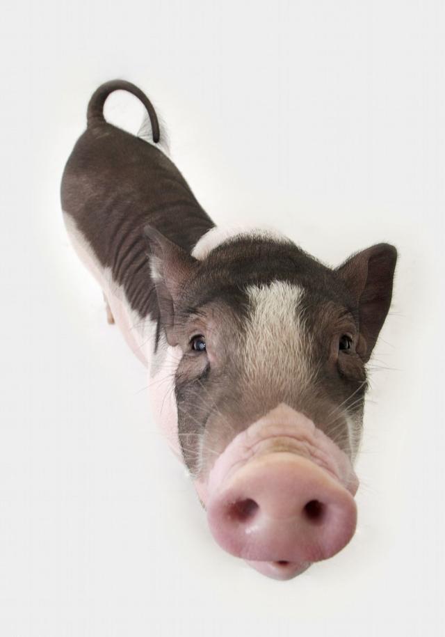 搞笑段子笑话幽默图片猪进来了把它赶出去就是了