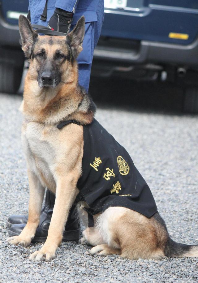 来了解下保卫日本天皇的警犬是什么样的
