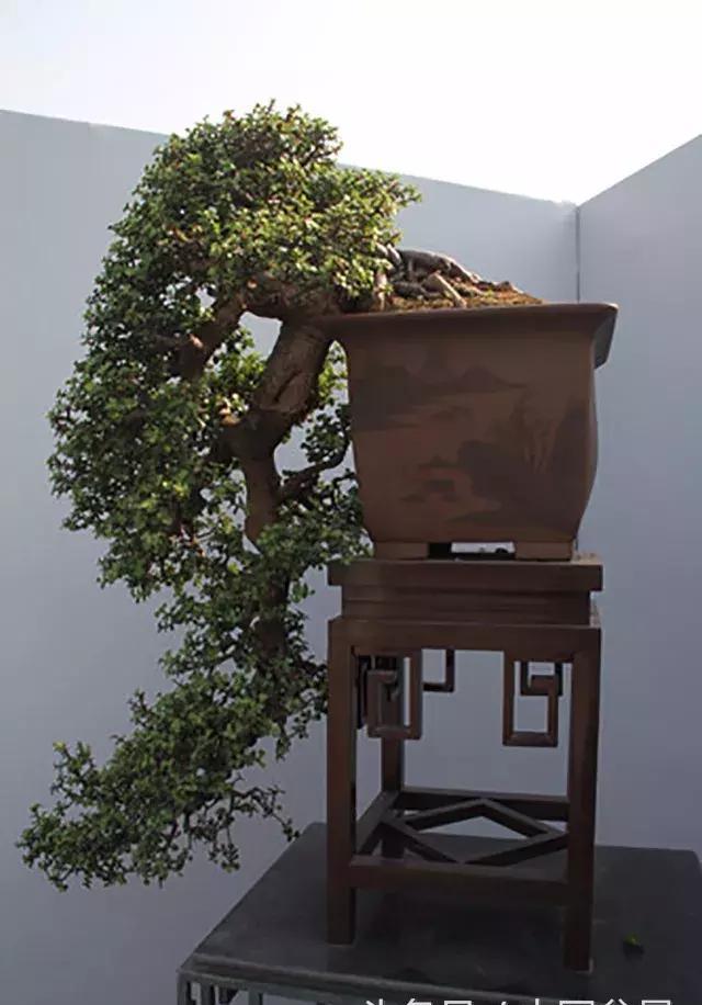 势是衡量盆景的第一要素|盆景|构图|作品_新浪新闻