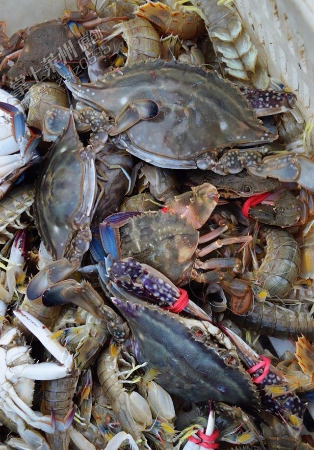 莱州腊月的渔港海鲜越来越贵