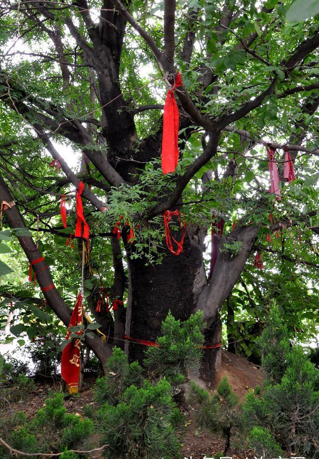 百年皂角树"怀"中长构树,相拥生长挺立路中央,道路为此而摆头