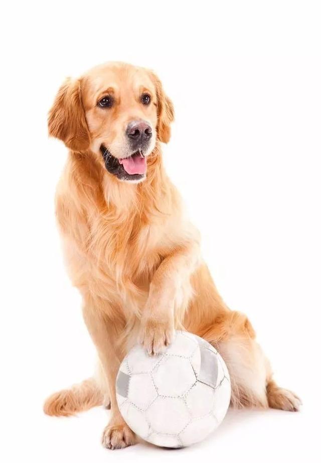 狗狗:快冬天了,让我来暖暖你呀