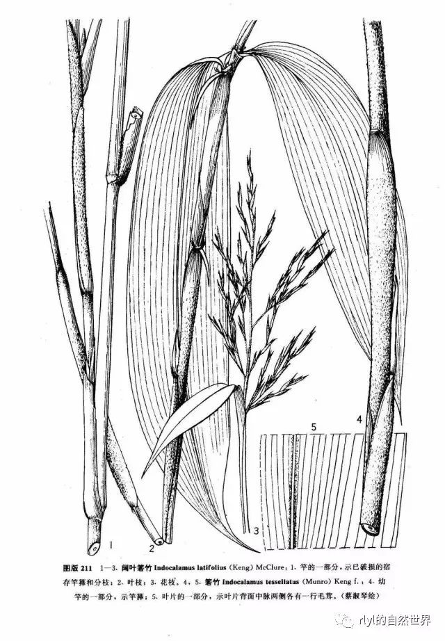 26种"竹子"大全|园林|刚竹|披针形_新浪新闻