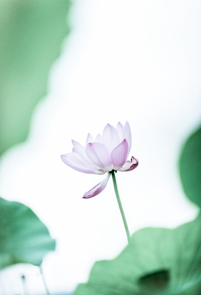 2017即将结束,送出手机壁纸一波 无水印|荷花|莲子|品格_新浪新闻