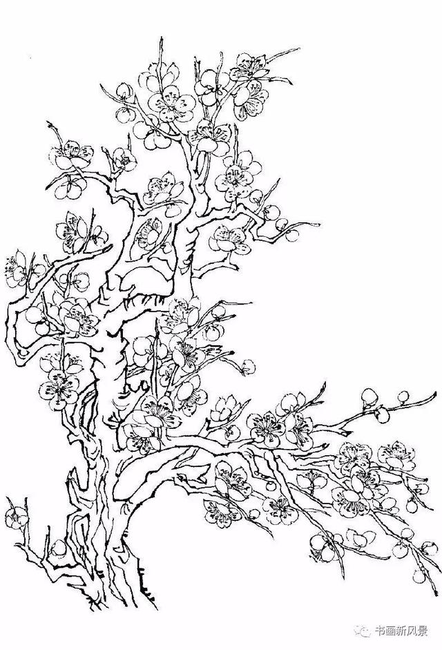 又一组梅花白描画谱老树虬枝苍劲高洁