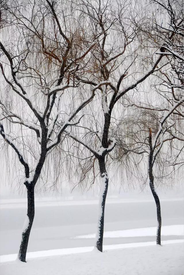 飞雪飘舞,洛阳城里那些熟悉的美景