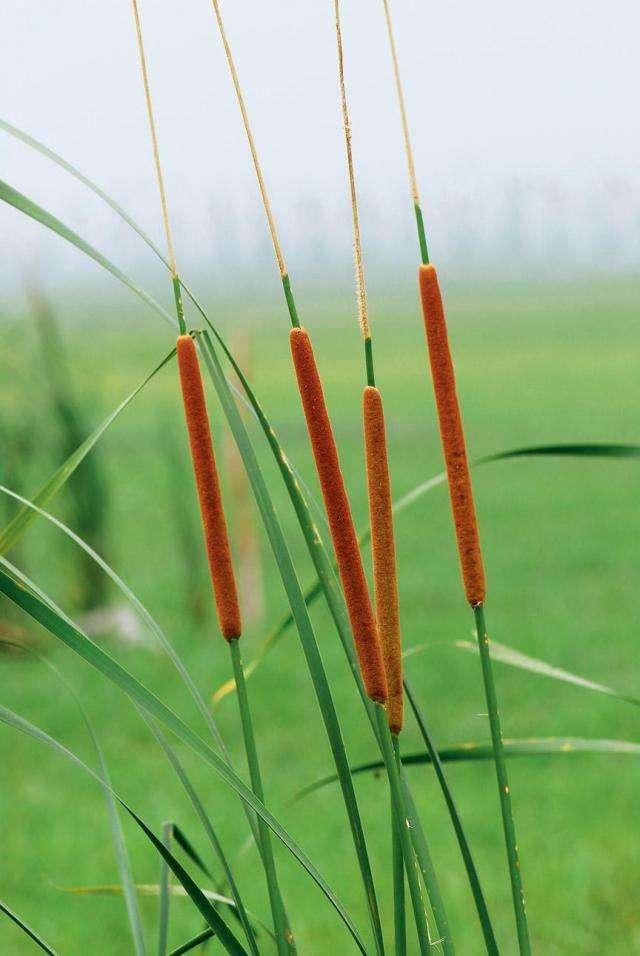 应该有不少小伙伴见过这种植物吧,没错就是香蒲,它的果实不管是远看