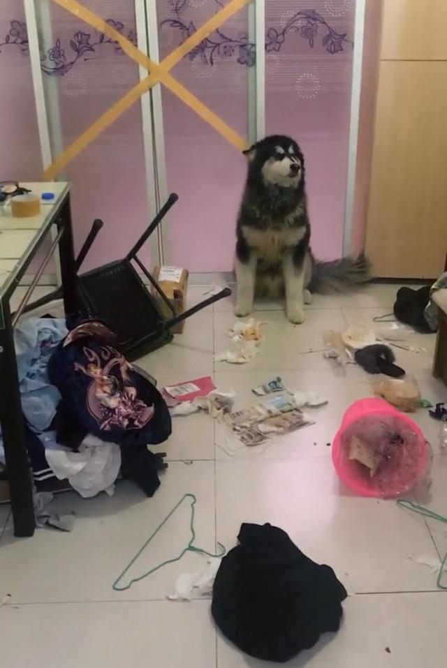 网友家养了一只阿拉斯加,虽然他也知道这狗比较皮,也会拆家,所以每次