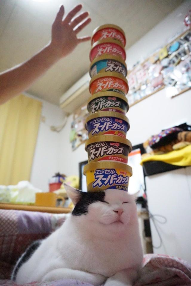 眼神都死了!8桶冰淇淋叠高高,往下一看,底座是只喵!