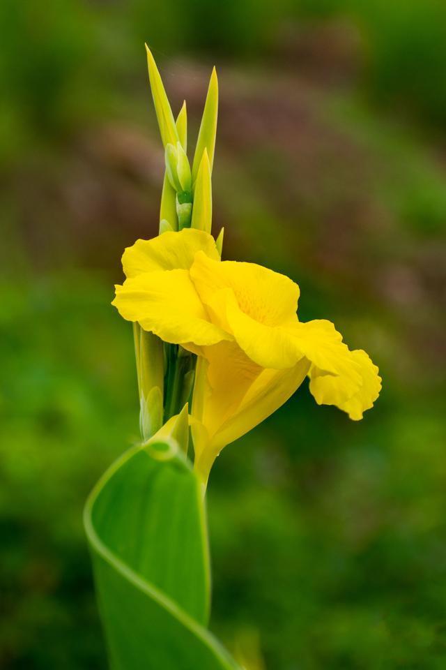 人们常说"黄花闺女",那"黄花"指的是什么花?