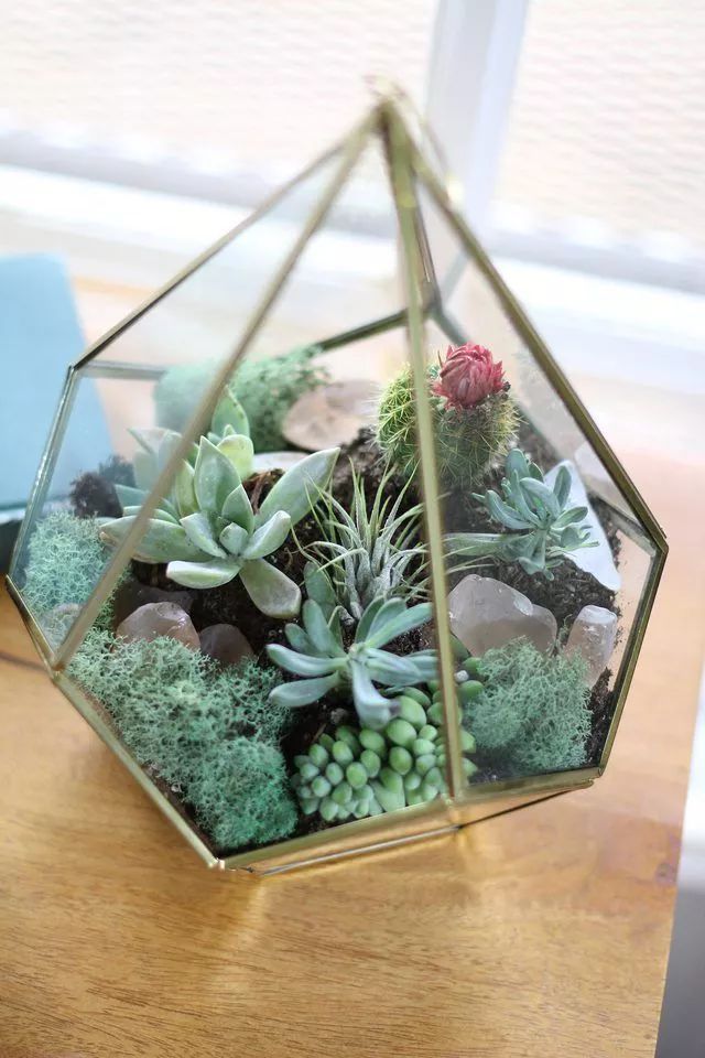 用玻璃容器制作的室内多肉植物微景观,几块钱的多肉价值倍增