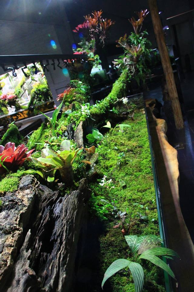 家居水景丨一款很有特色雨林沼泽缸作品