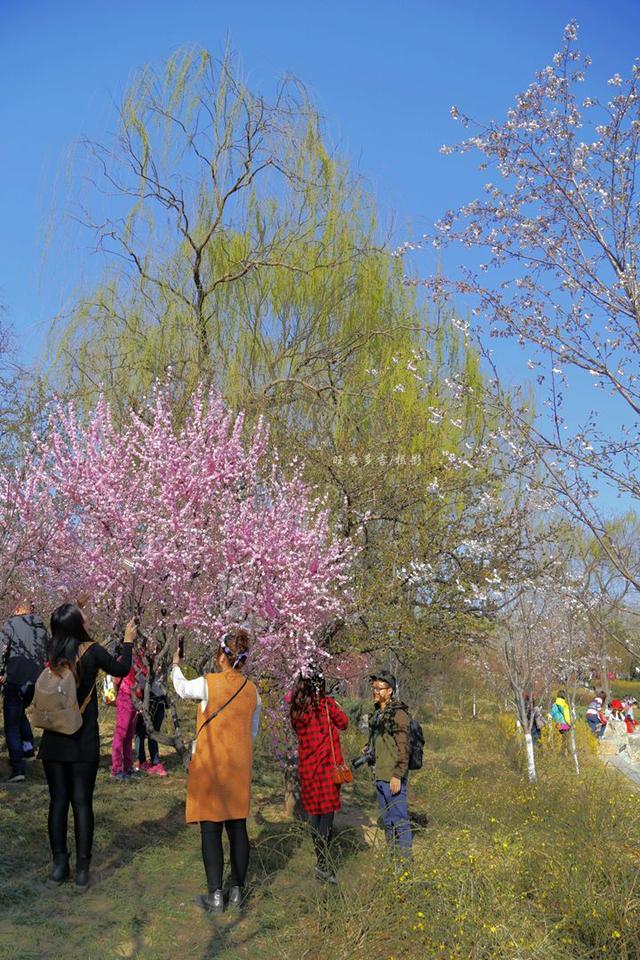北京玉渊潭公园迎春赏花