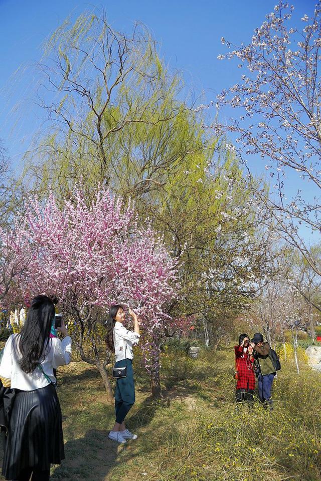 北京玉渊潭公园迎春赏花