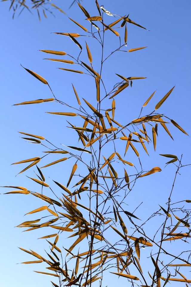 偶遇竹中国传统文化四君子之一