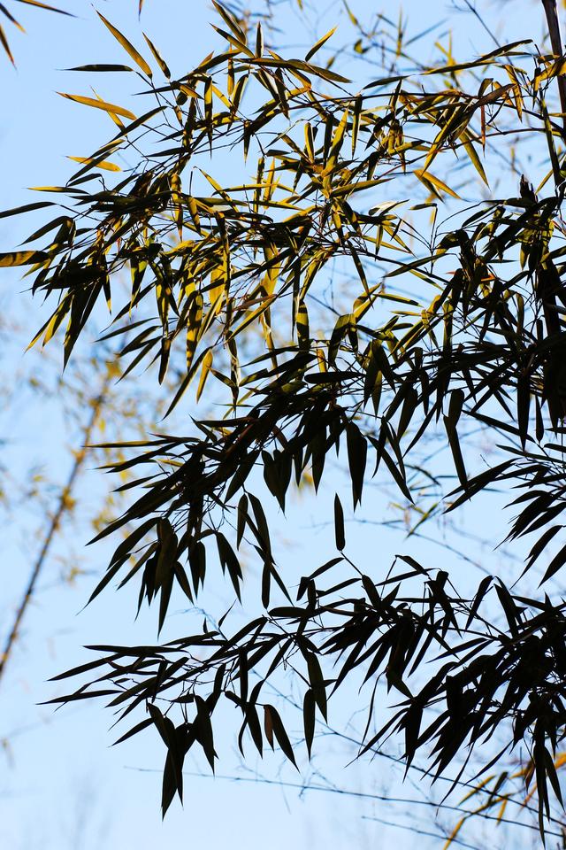 偶遇竹中国传统文化四君子之一