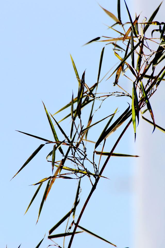 偶遇竹中国传统文化四君子之一