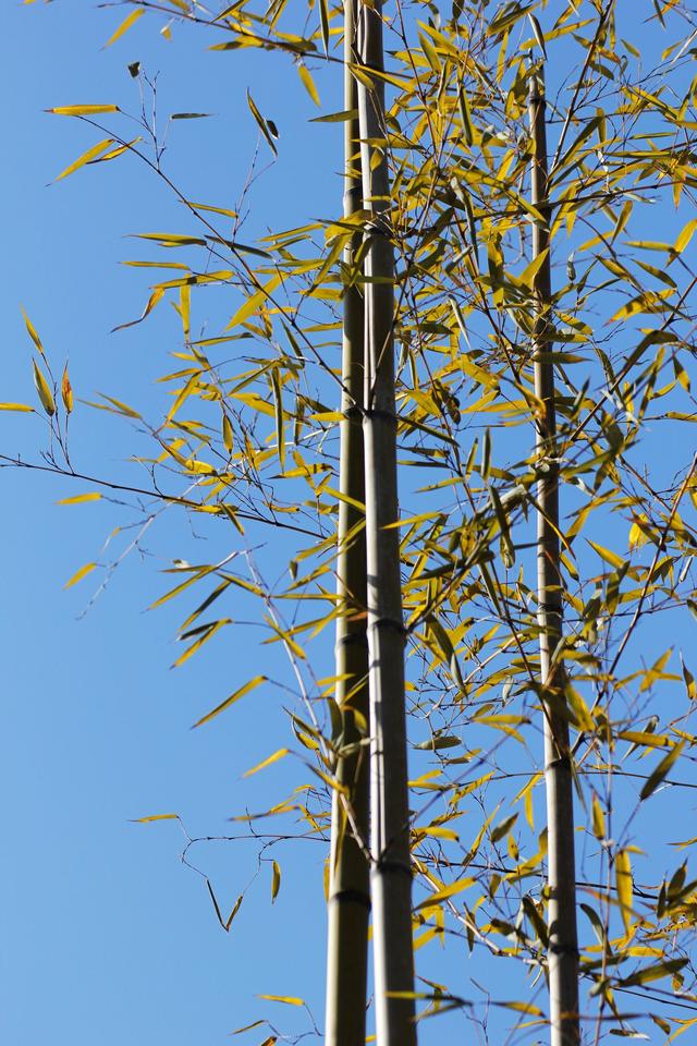 偶遇竹中国传统文化四君子之一