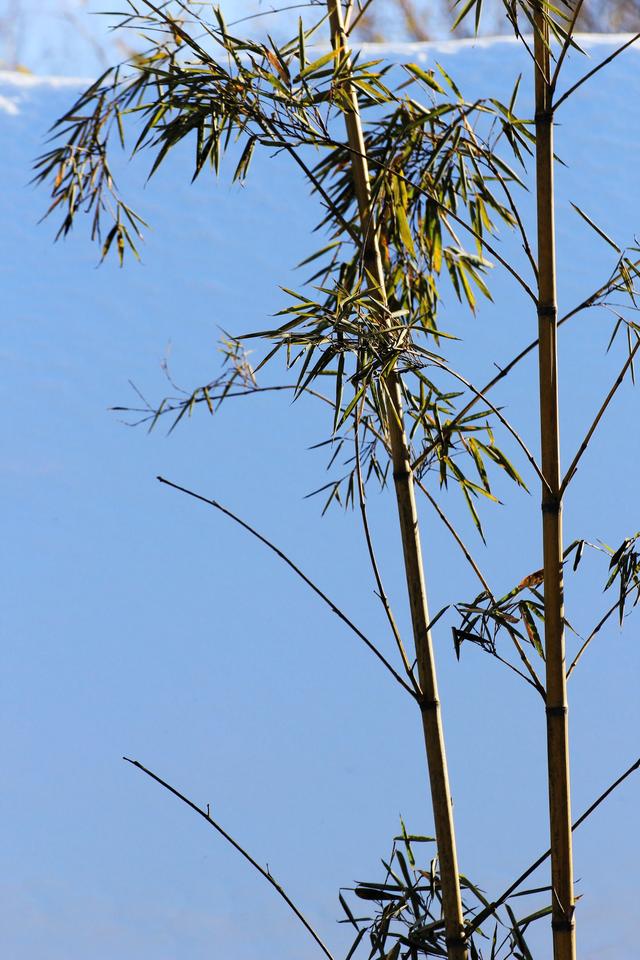 偶遇竹中国传统文化四君子之一