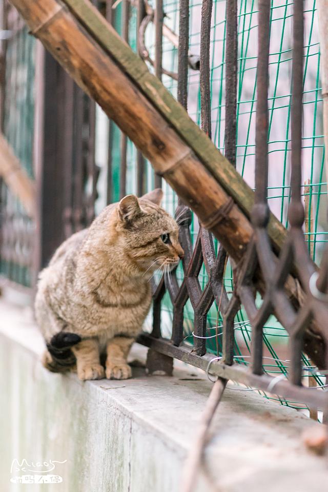 一只胖虎皮猫在阳台边蹲守,踱步,赖着不走,原来是为了这个