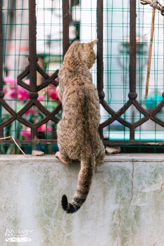 一只胖虎皮猫在阳台边蹲守,踱步,赖着不走,原来是为了这个