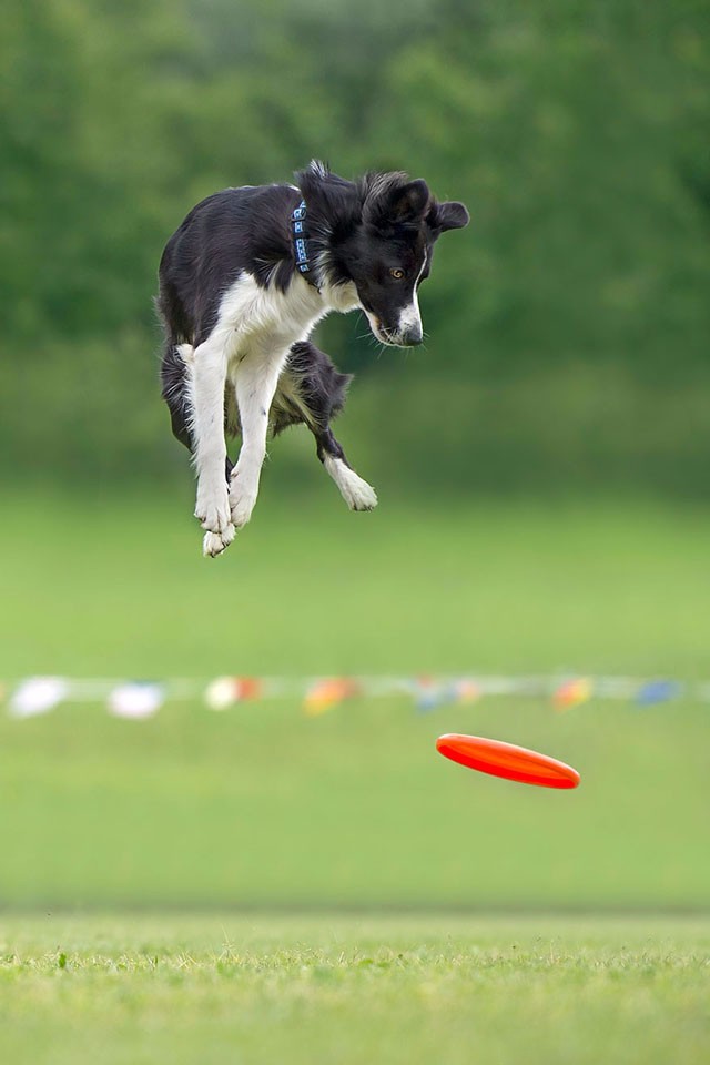 不一样视角的汪星人跳起来的瞬间表情滑稽
