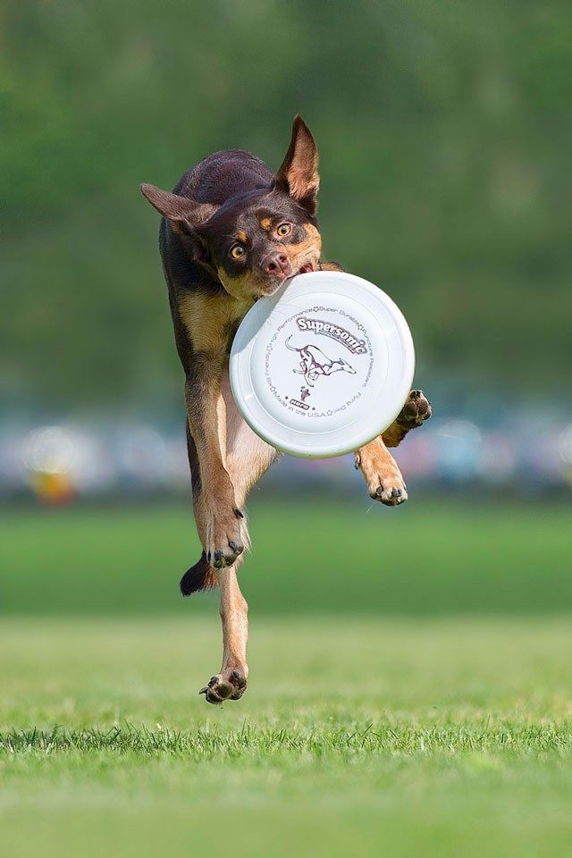 人来说可就勉为其难了,摄影师martynas klimas喜欢拍摄狗狗的动态照片