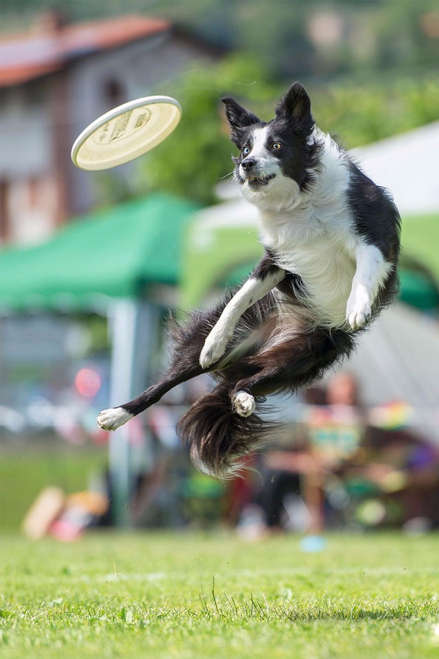 人来说可就勉为其难了,摄影师martynas klimas喜欢拍摄狗狗的动态照片